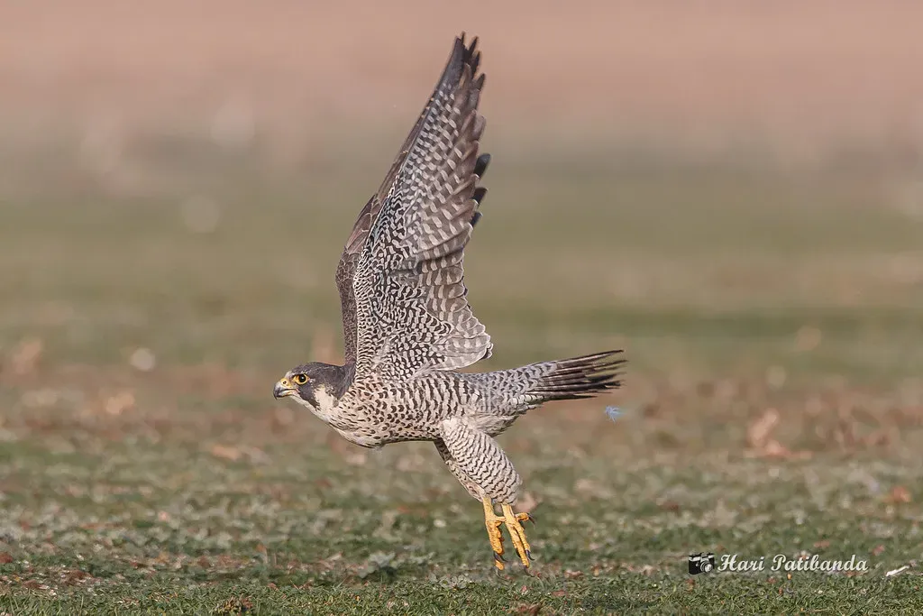 Some Migrate Nearly 20,000 Miles Every Year (Image Credits: Flickr)
