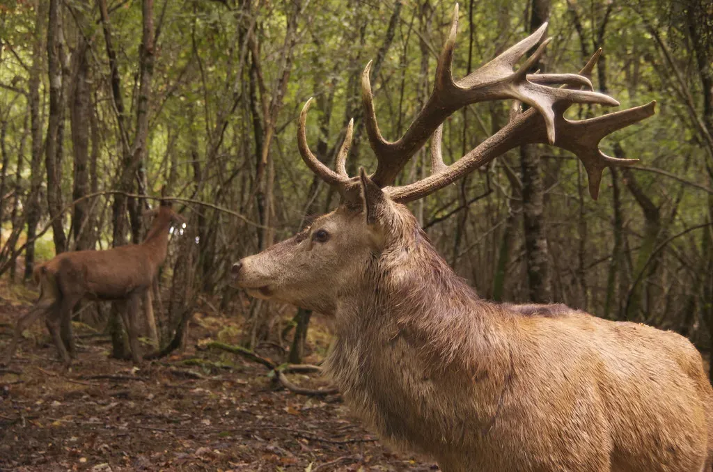 Birth Number 4: The Grounded Deer (Image Credits: Flickr)