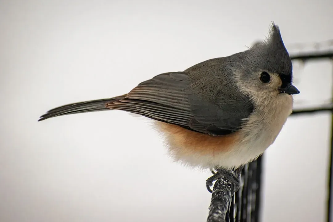 Tufted Titmouse: The Crested Cutie (Image Credits: Unsplash)