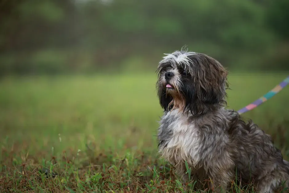 17. Boxer's Brachycephalic Cousin: The Shih Tzu's Hidden Struggles (Image Credits: Pexels)
