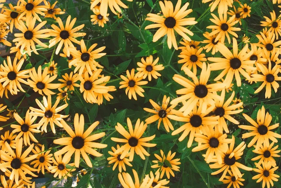 #4 - Black-Eyed Susan (Rudbeckia) (Image Credits: Pexels)