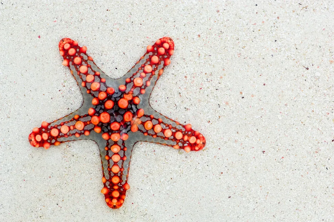 12. Tides Affect Wildlife in Ways That Still Astonish Scientists (Image Credits: Pixabay)