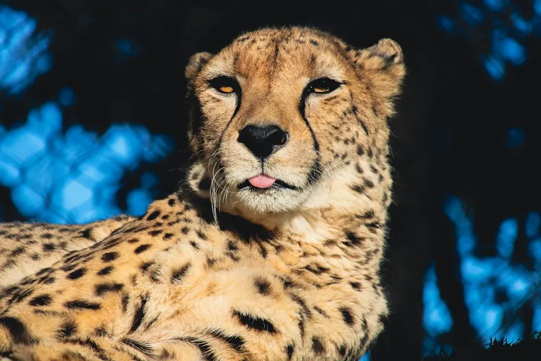 Facial Expressions and Micro-Movements (Image Credits: Unsplash)