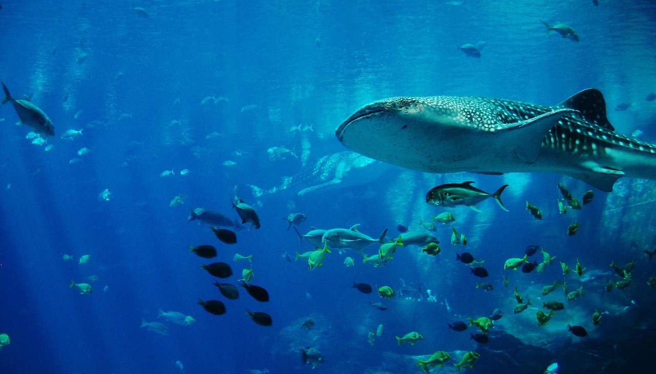 Long-Term Habitat Destruction and Recovery (Image Credits: Pixabay)
