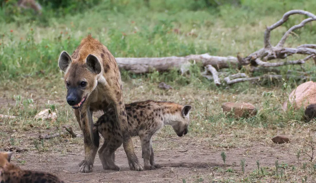 9. Hyenas: Underestimated Collaborative Geniuses (Image Credits: Unsplash)