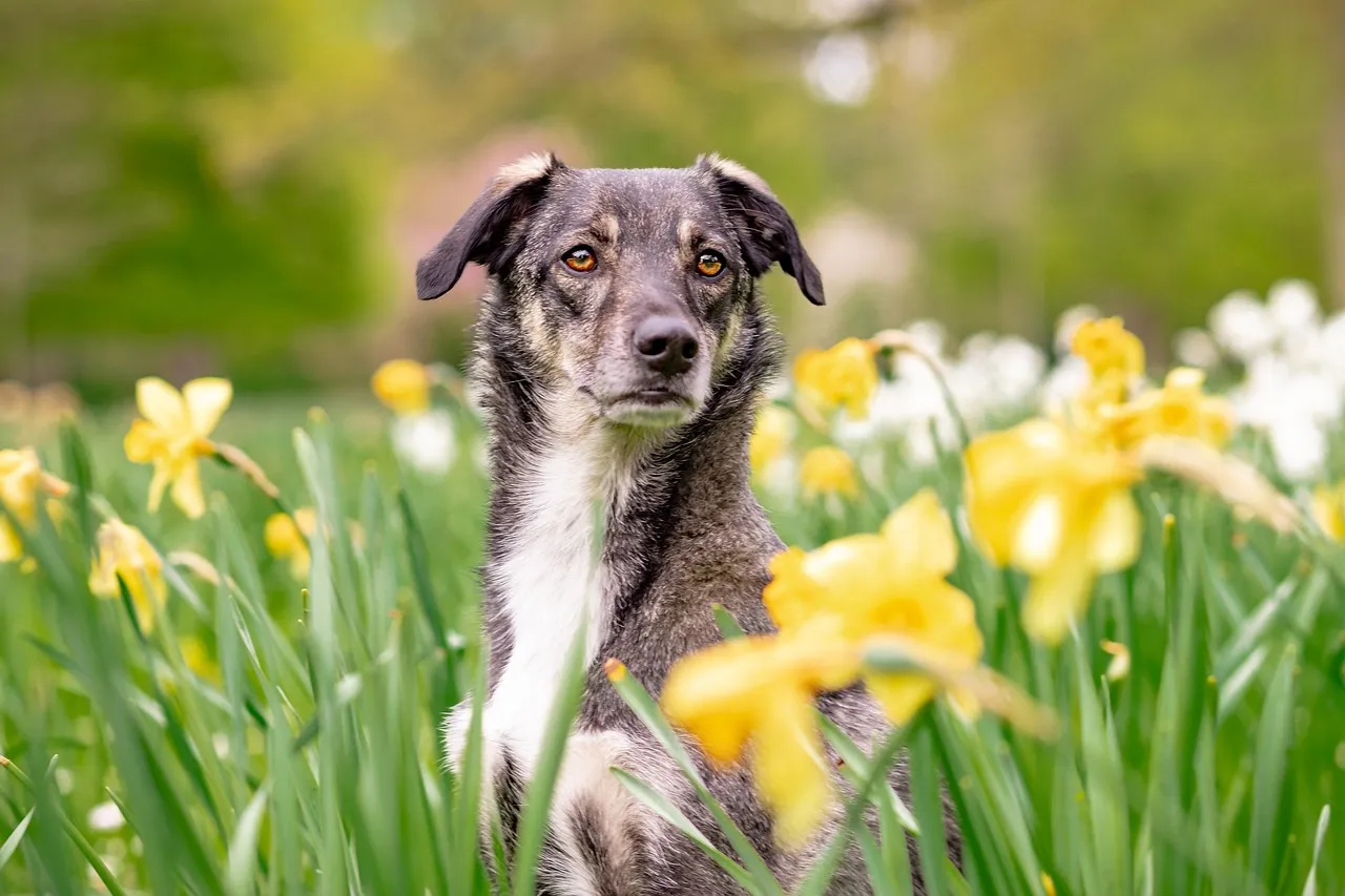 #18 - Mixed-Breed Rescues: The Curveball Nobody Expects to Win (Image Credits: Pixabay)