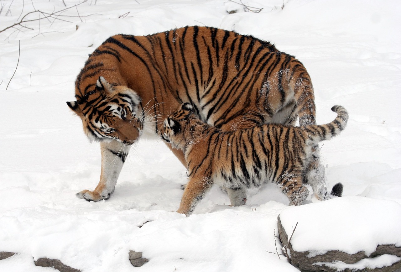 Siberian Tigers - Stealth Masters (Image Credits: Pixabay)