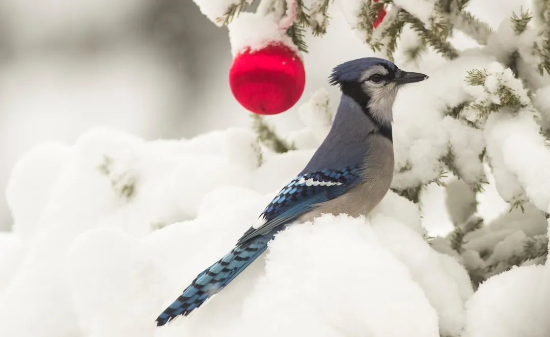 #9 - Your Holiday Decorations Now Come With Fine Print for Wildlife (Image Credits: Unsplash)