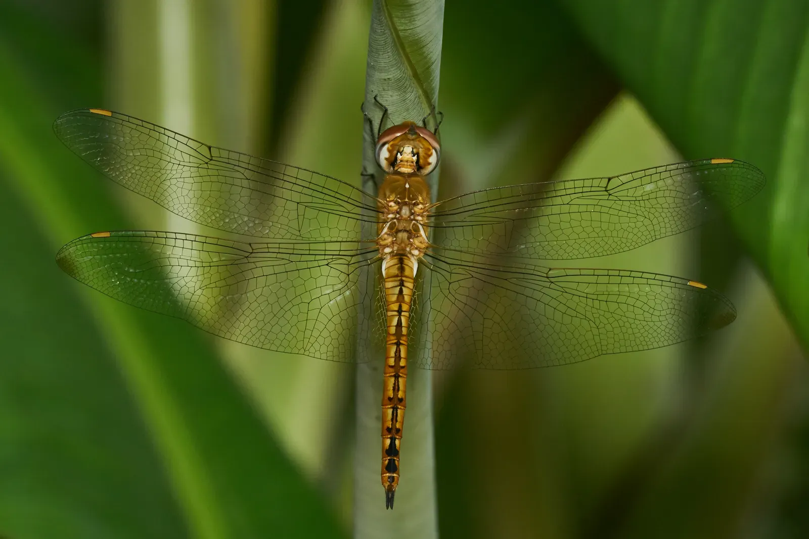11. The Globe Skimmer Dragonfly: The Tiny Insect That Crosses Continents (By Jeevan Jose, Kerala, India, CC BY-SA 4.0)