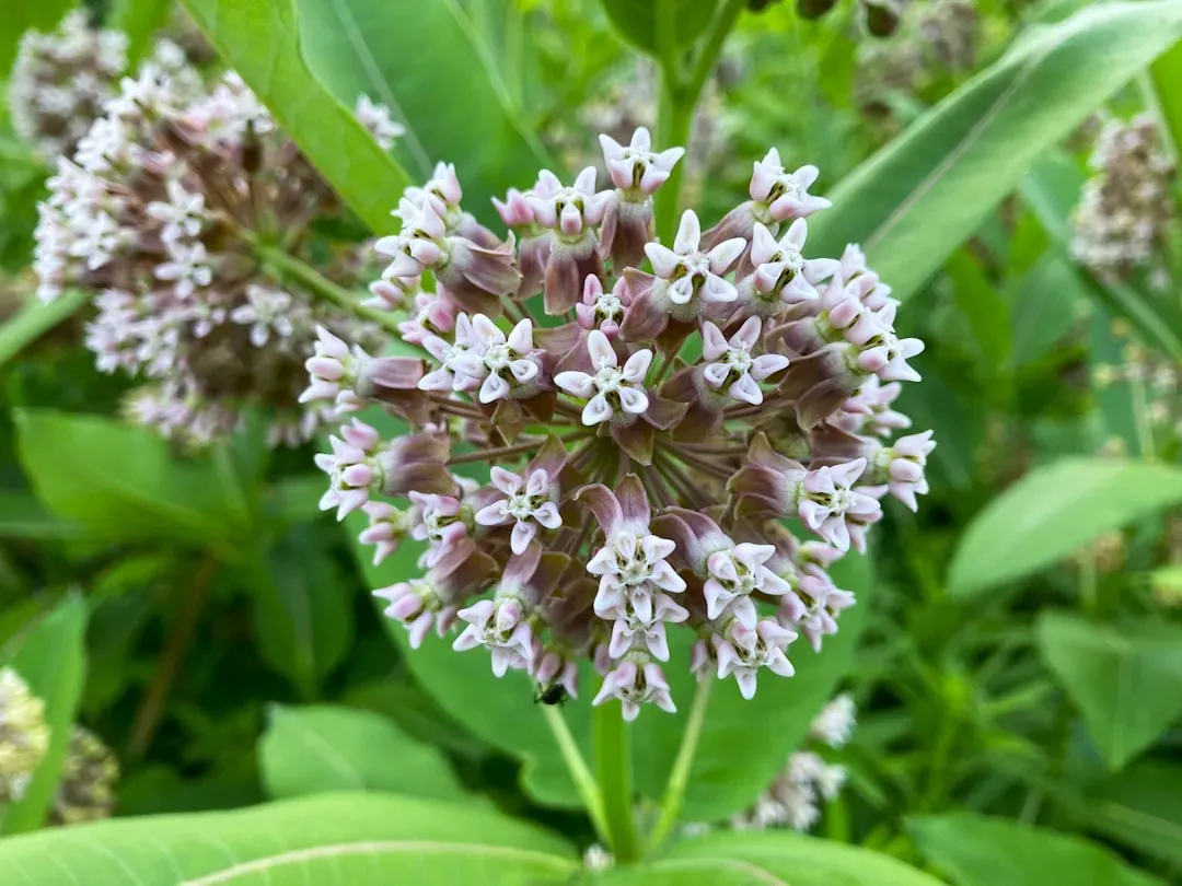 #1 Milkweed (Asclepias spp.) (Image Credits: Unsplash)