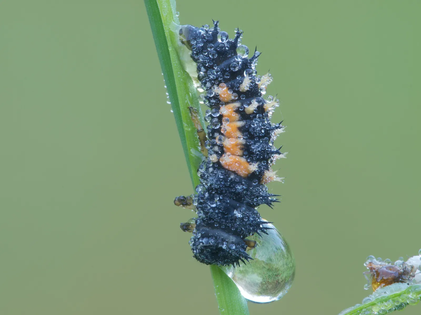 Natural Predators: Your Garden's Built-In Pest Control (By Marcel Zurreck, CC BY-SA 3.0)