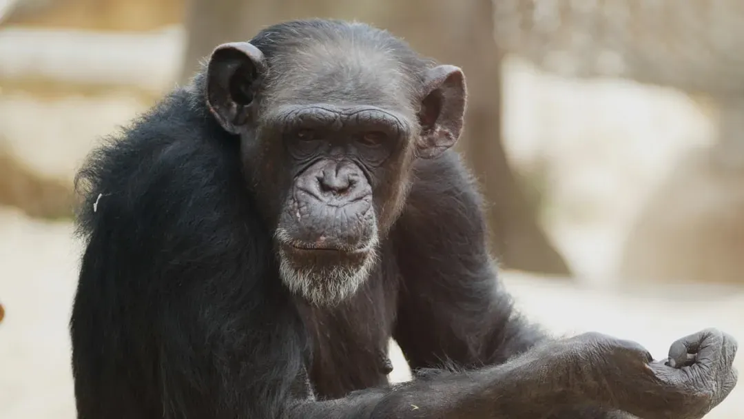 Chimpanzees Beat Humans at Memory Games (Image Credits: Unsplash)