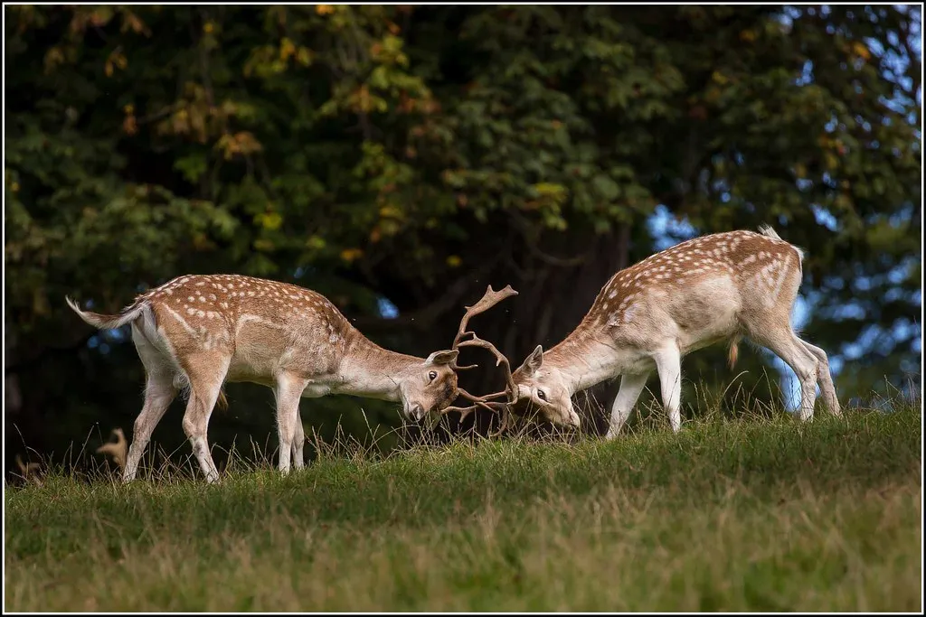 Seasonal Behaviors and Mating Patterns (Smudge 9000, Flickr, CC BY-SA 2.0)