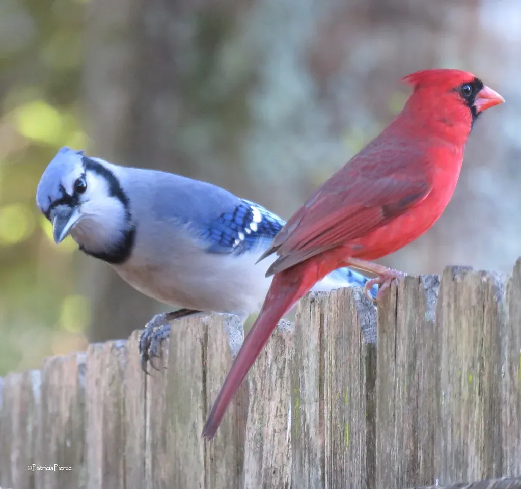The Two Birds at the Center of the Action (Patricia Pierce, Flickr, CC BY 2.0)