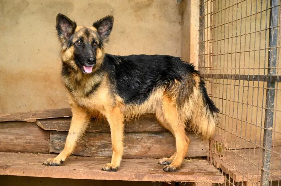 #3 - German Shepherd: Working Drive That Doesn't Switch Off (Image Credits: Pexels)