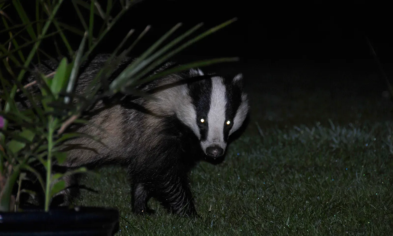 Capricorn: The Determined Badger (Image Credits: Wikimedia)