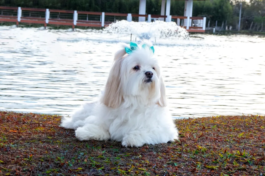 #12 - Lhasa Apso: Calm House Guardian, Not a Jogging Partner (Image Credits: Unsplash)