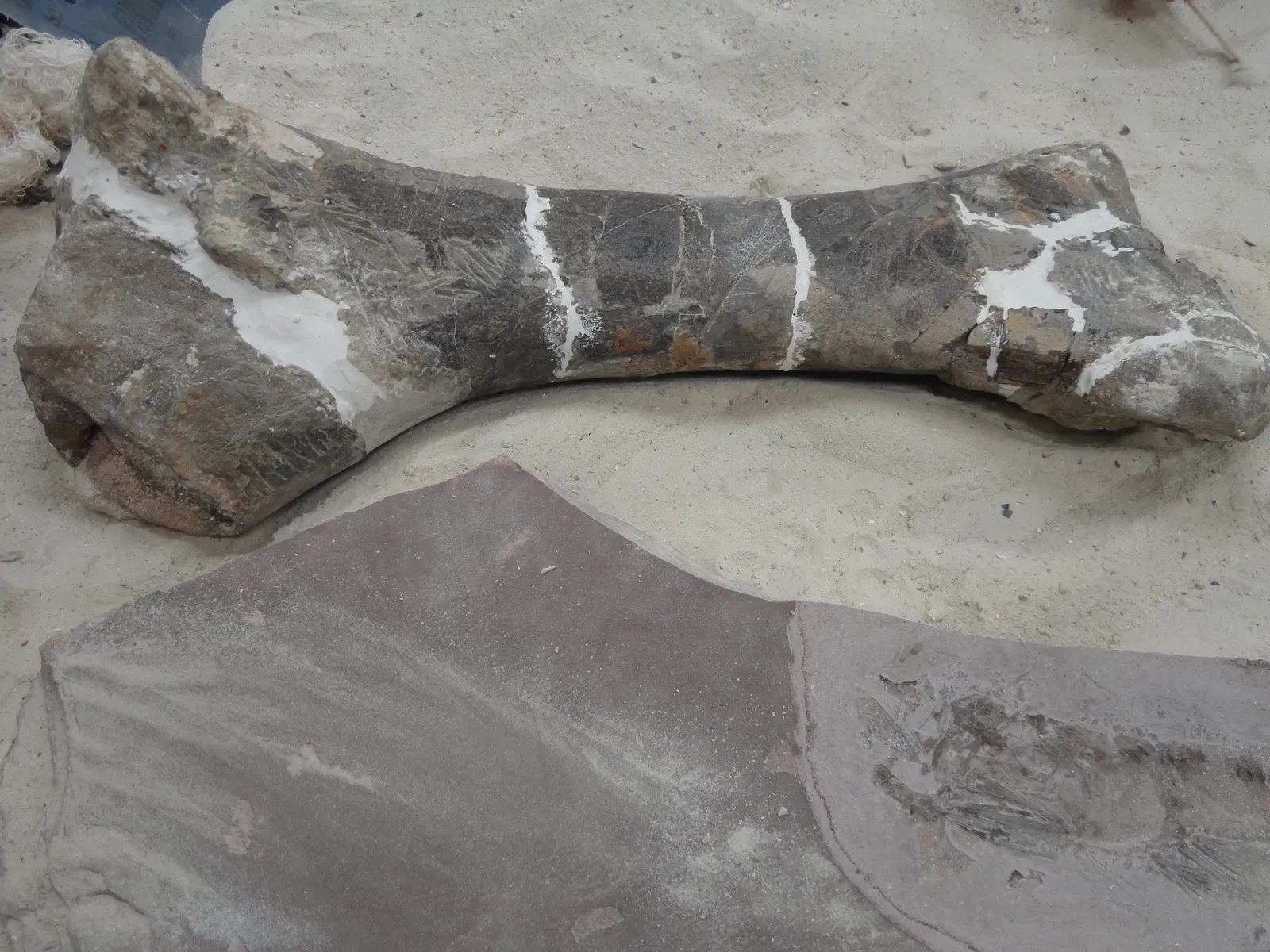 Fossils and the Deep Memory of the Land (By Juan Carlos Fonseca Mata, CC BY-SA 4.0)