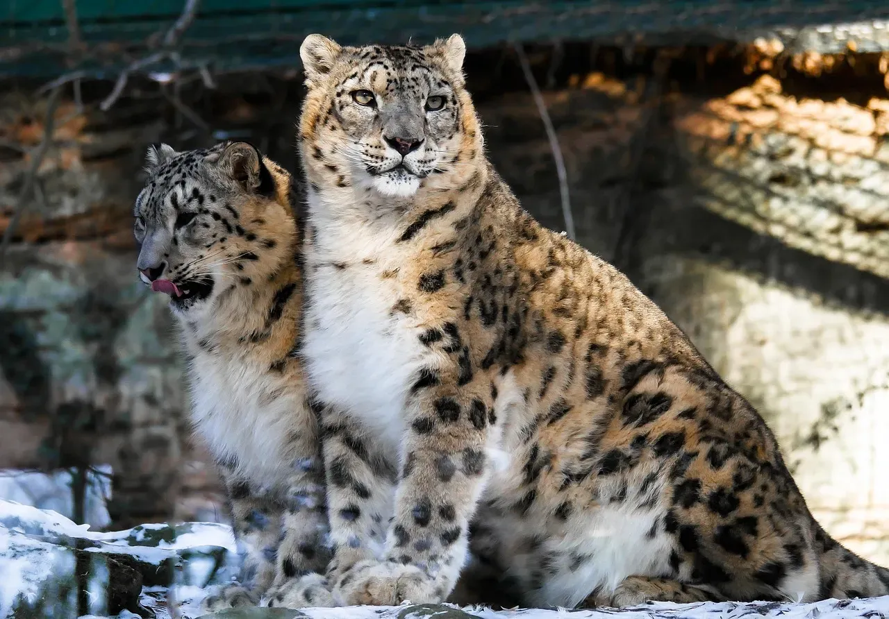December: The Majestic Snow Leopard (Image Credits: Pixabay)