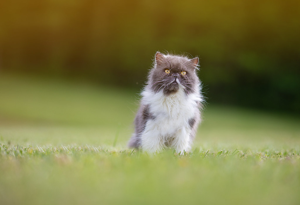 Himalayan Cats: Double Trouble Genetics (Image Credits: Flickr)
