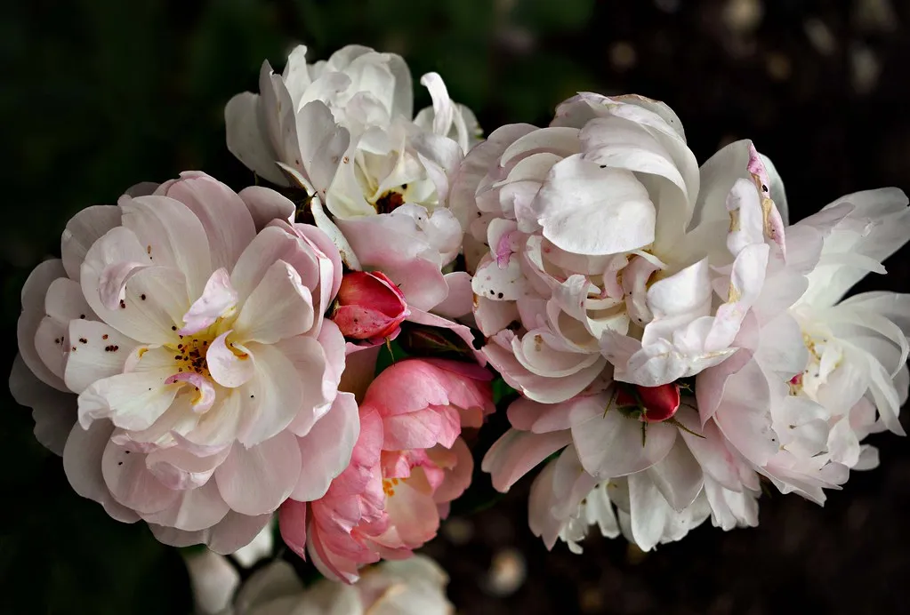 Cancer – Wild Rose (Jocelyn777, Flickr, CC BY-SA 2.0)