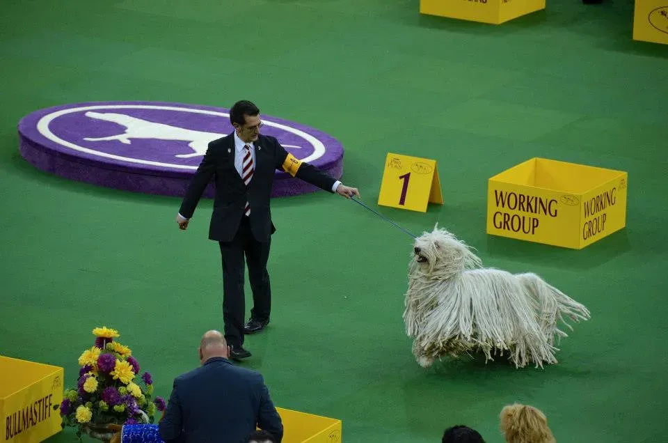 Komondor (Image Credits: Flickr)