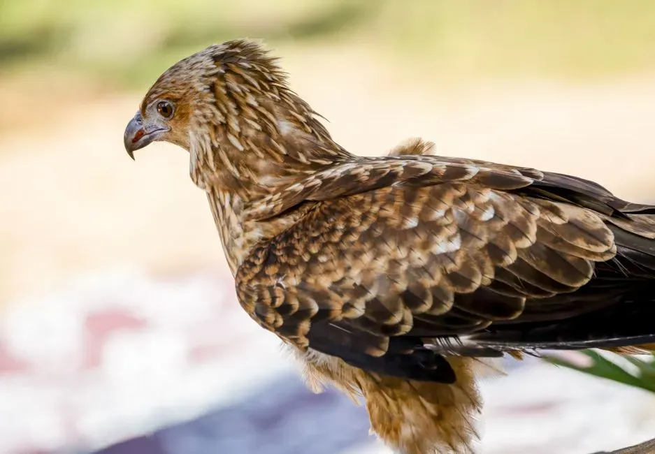 When to Pay Attention to These Encounters (Image Credits: Pexels)