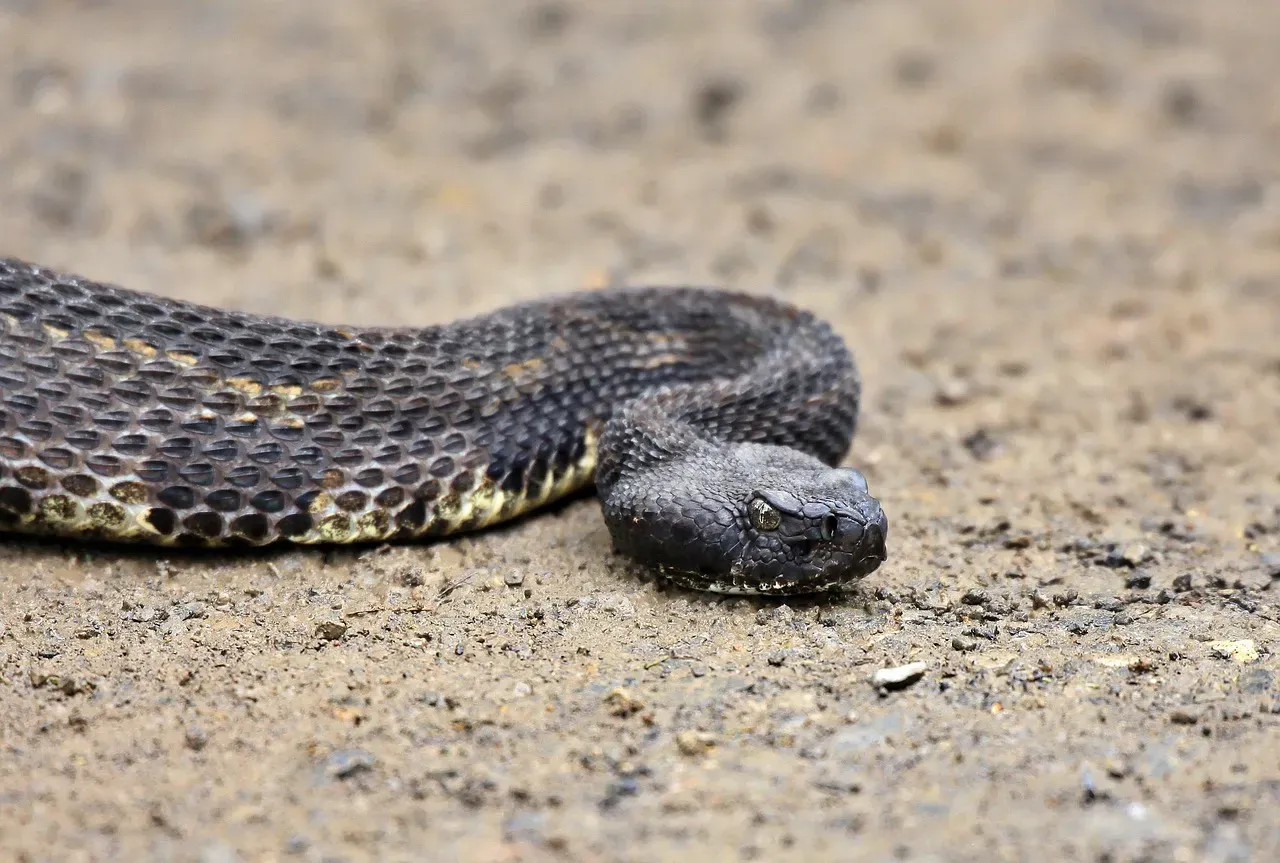Rattlesnakes Can Kill You After Death (Image Credits: Pixabay)