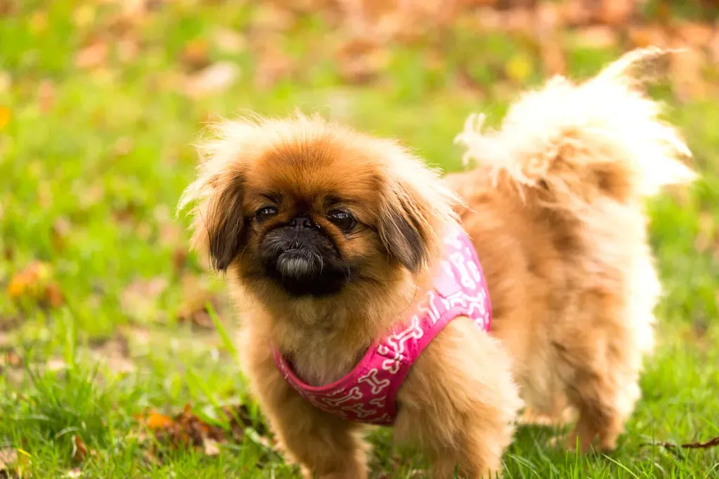 9. Pekingese - Imperial Calm With a Touch of Sass (Image Credits: Flickr)