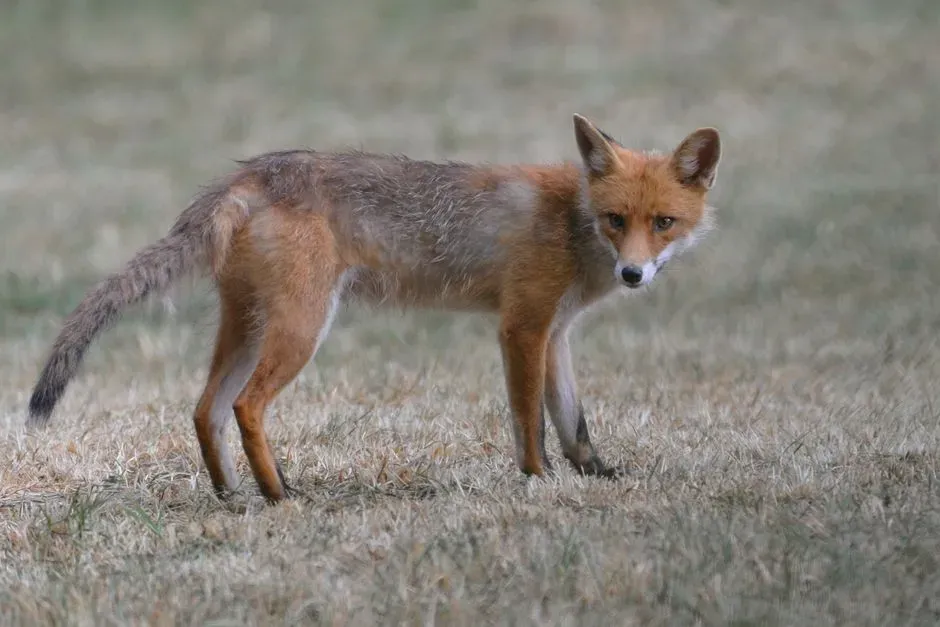 Food Sources: A Primary Draw for Foxes (Image Credits: Pexels)