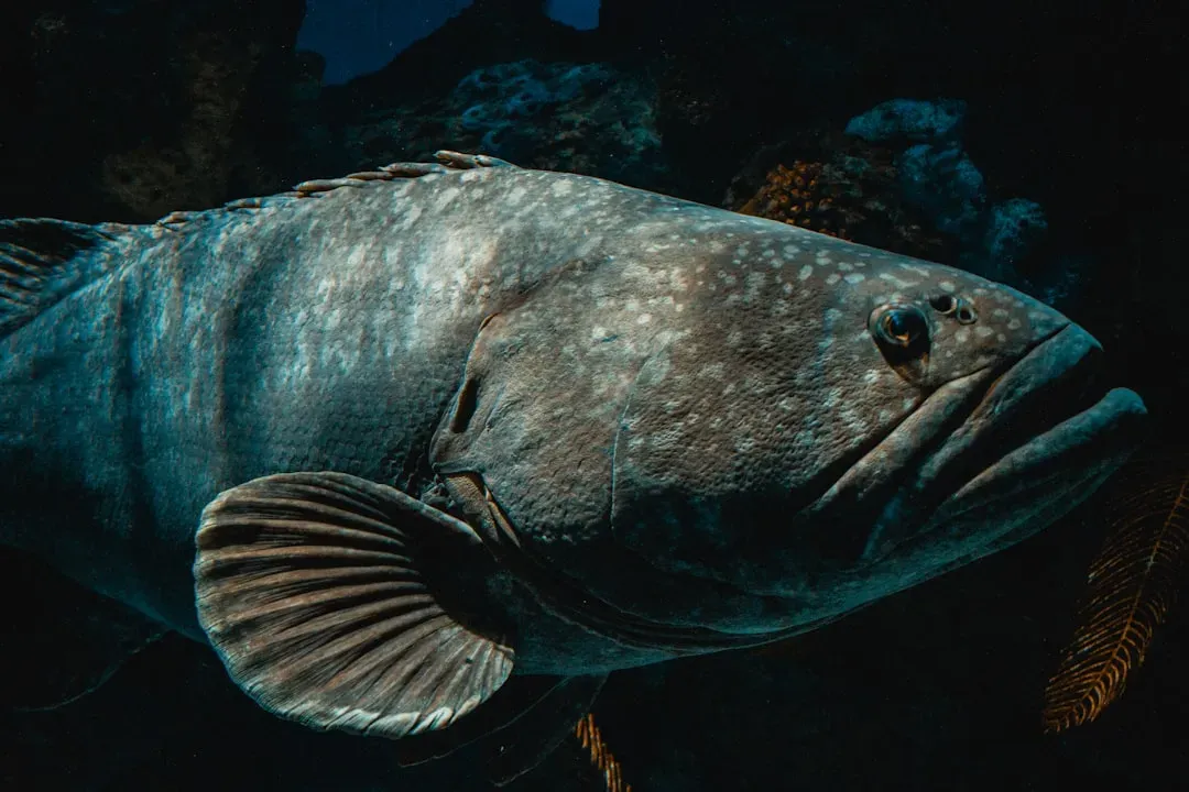 The Indonesian Coelacanth Was Photographed Alive For the First Time (Image Credits: Unsplash)