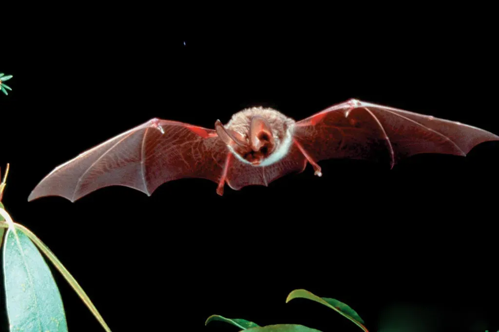 #6: They Are Critical Pollinators for Plants Humans Depend On (USDAgov, Flickr, CC BY 2.0)