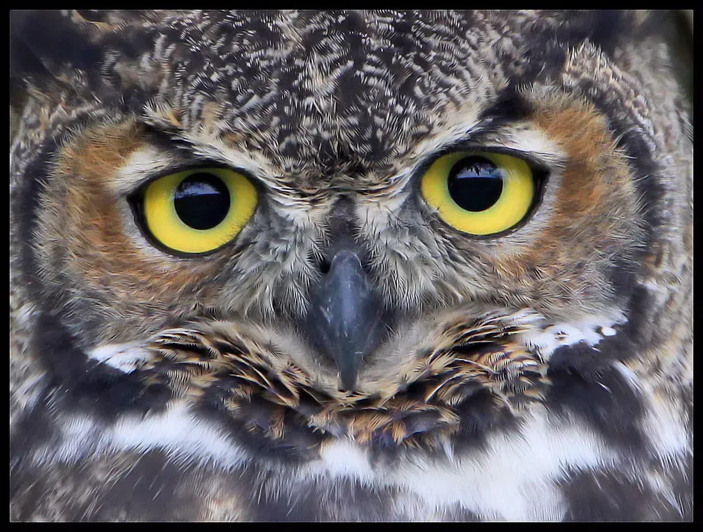 Quantum Biology: The Eye as a Magnetic Sensor (winnu, Flickr, CC BY 2.0)