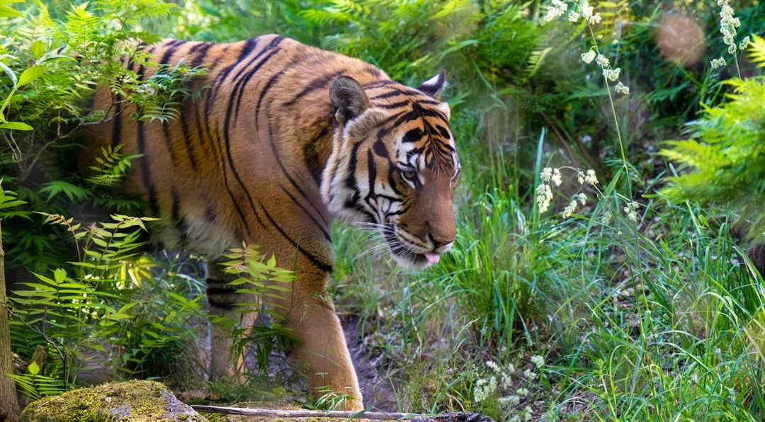 Conclusion: Your Inner Predator (Image Credits: Unsplash)