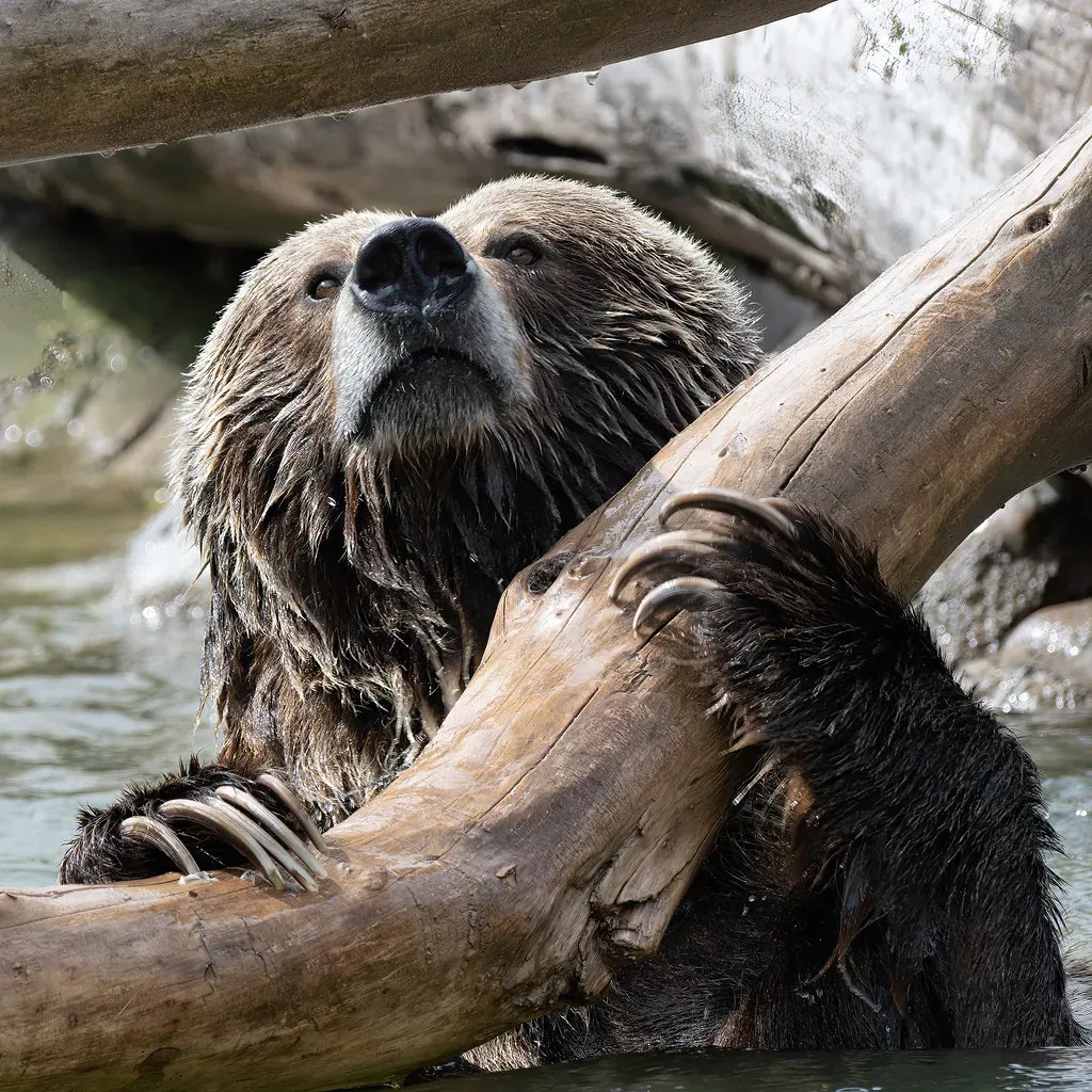 Their Claws Are Literal Weapons (Image Credits: Flickr)