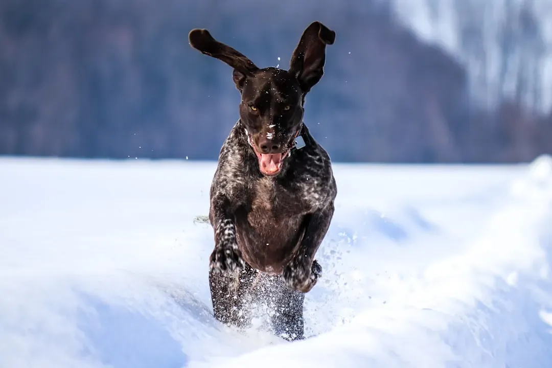 #16. German Shorthaired Pointer (Image Credits: Unsplash)
