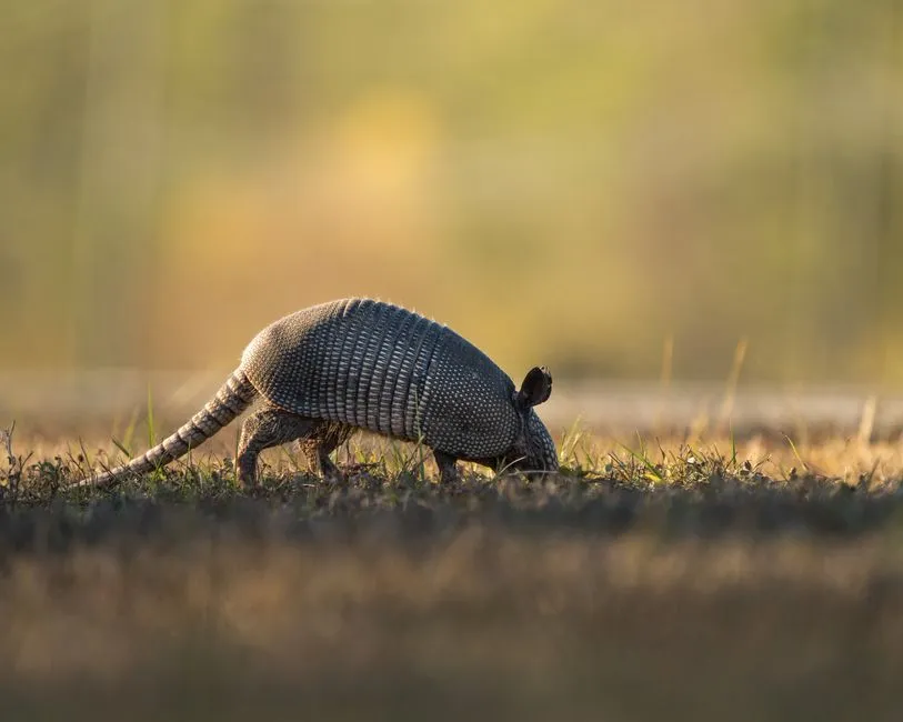 #1 Texas: The Unofficial Armadillo Capital (Image Credits: Pexels)
