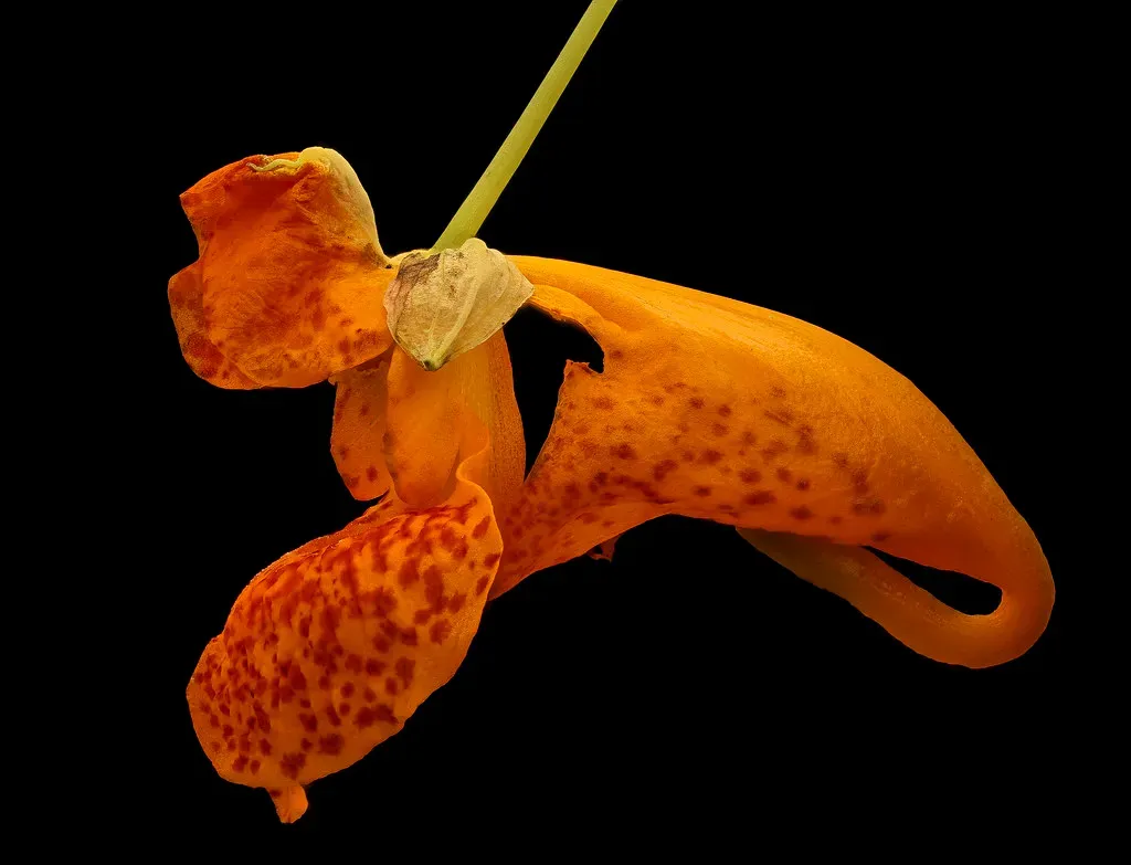 10. Jewelweed (Impatiens capensis) - The Late-Season Secret Weapon (Image Credits: Flickr)