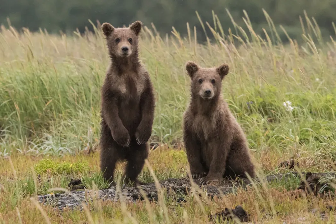 Broader Lessons for Wildlife Survival (Image Credits: Unsplash)