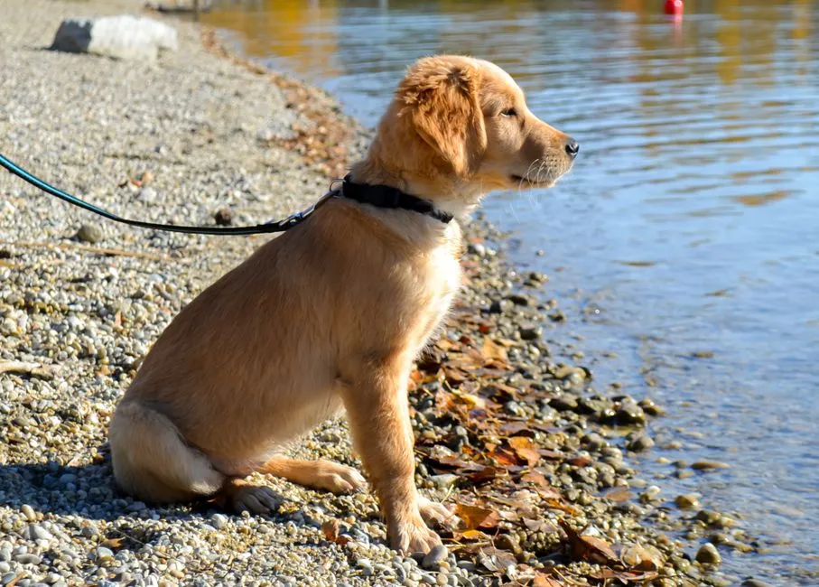 #2 - Golden Retriever: Sweet... and Frequently Overwhelming (Unravels Until Late Middle Age) (Image Credits: Pexels)