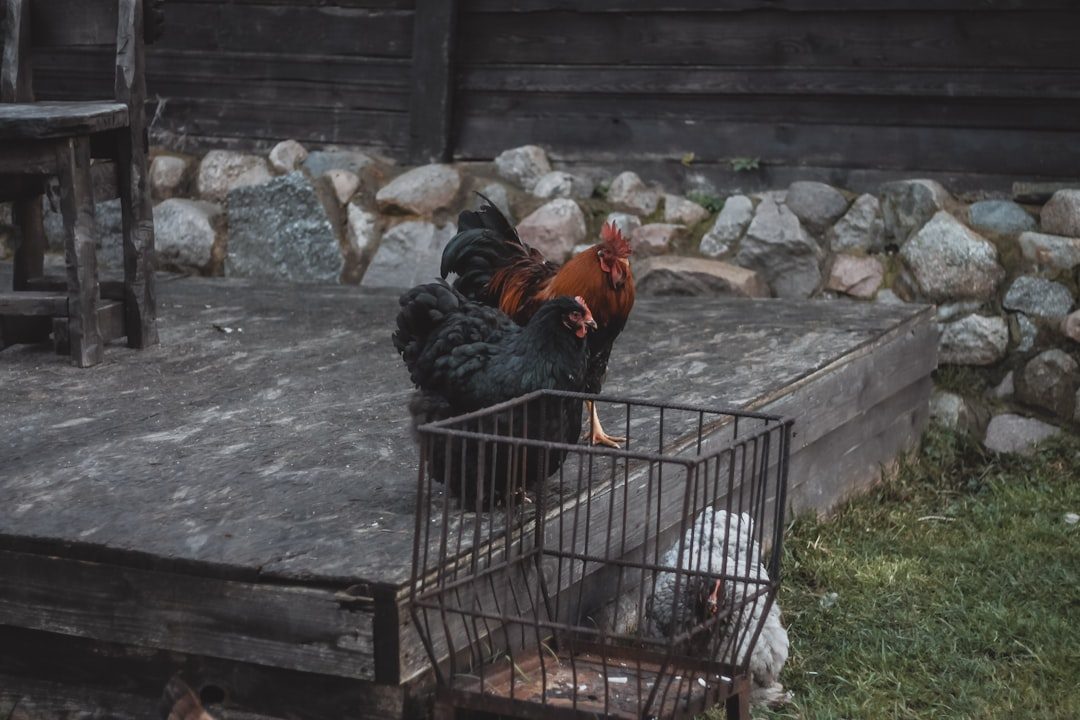 Incorrect Coop Placement and Drainage Issues (Image Credits: Unsplash)