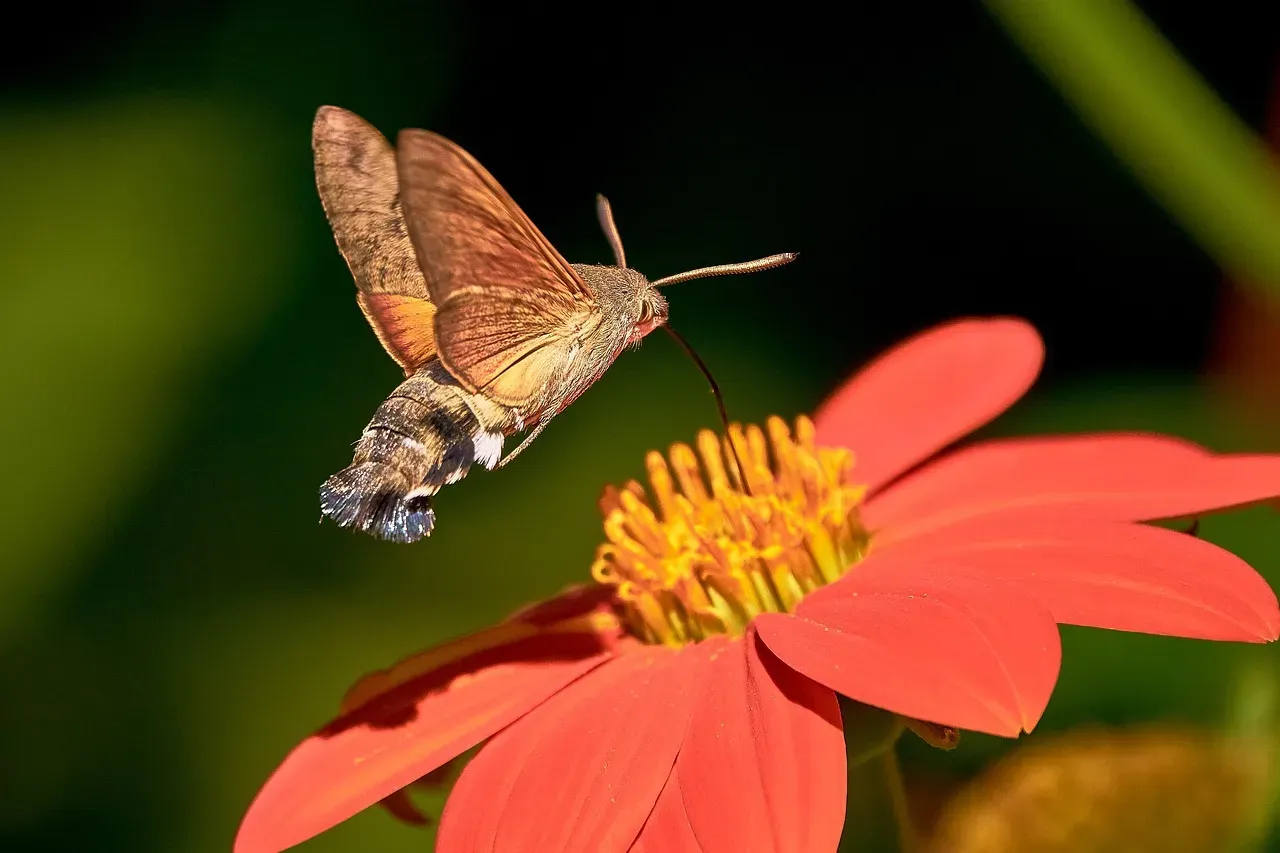 #9. They Consume More Insects Than Usual for Protein (Image Credits: Pixabay)