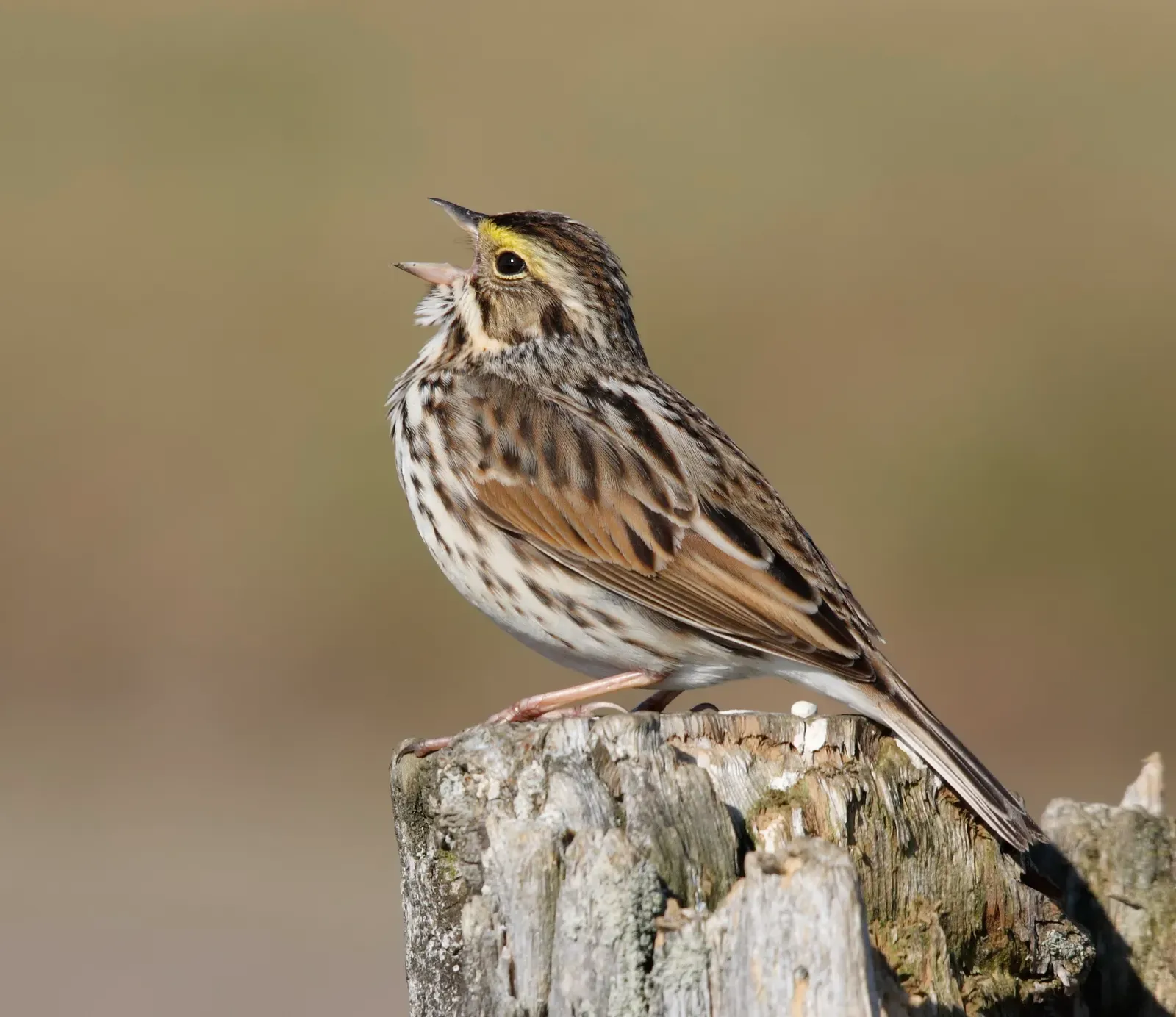 Cape Sable Seaside Sparrow (By Cephas, CC BY-SA 3.0)