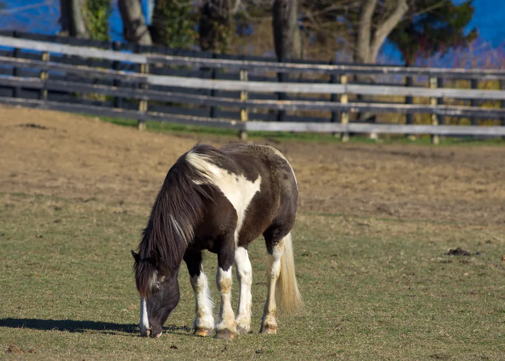 #5 - "Designer" Miniature Horses and Tiny Ponies (russimages, Flickr, CC BY 2.0)