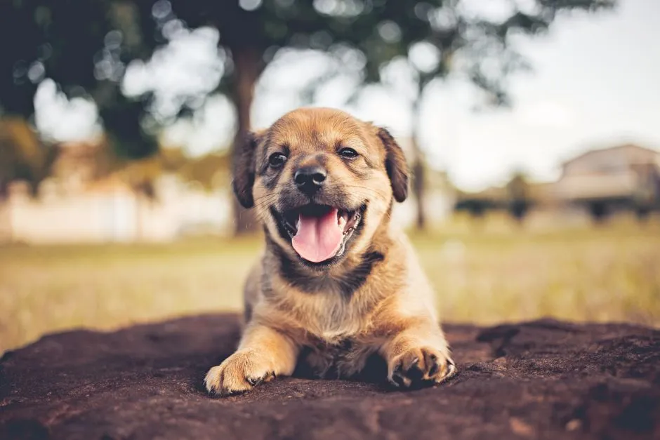 #14 - Treating Socialization as "Meeting Tons of Dogs" (Image Credits: Pexels)