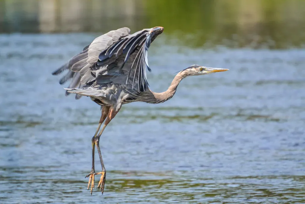 A Living Marker of Wetland Health (DaPuglet, Flickr, CC BY-SA 2.0)