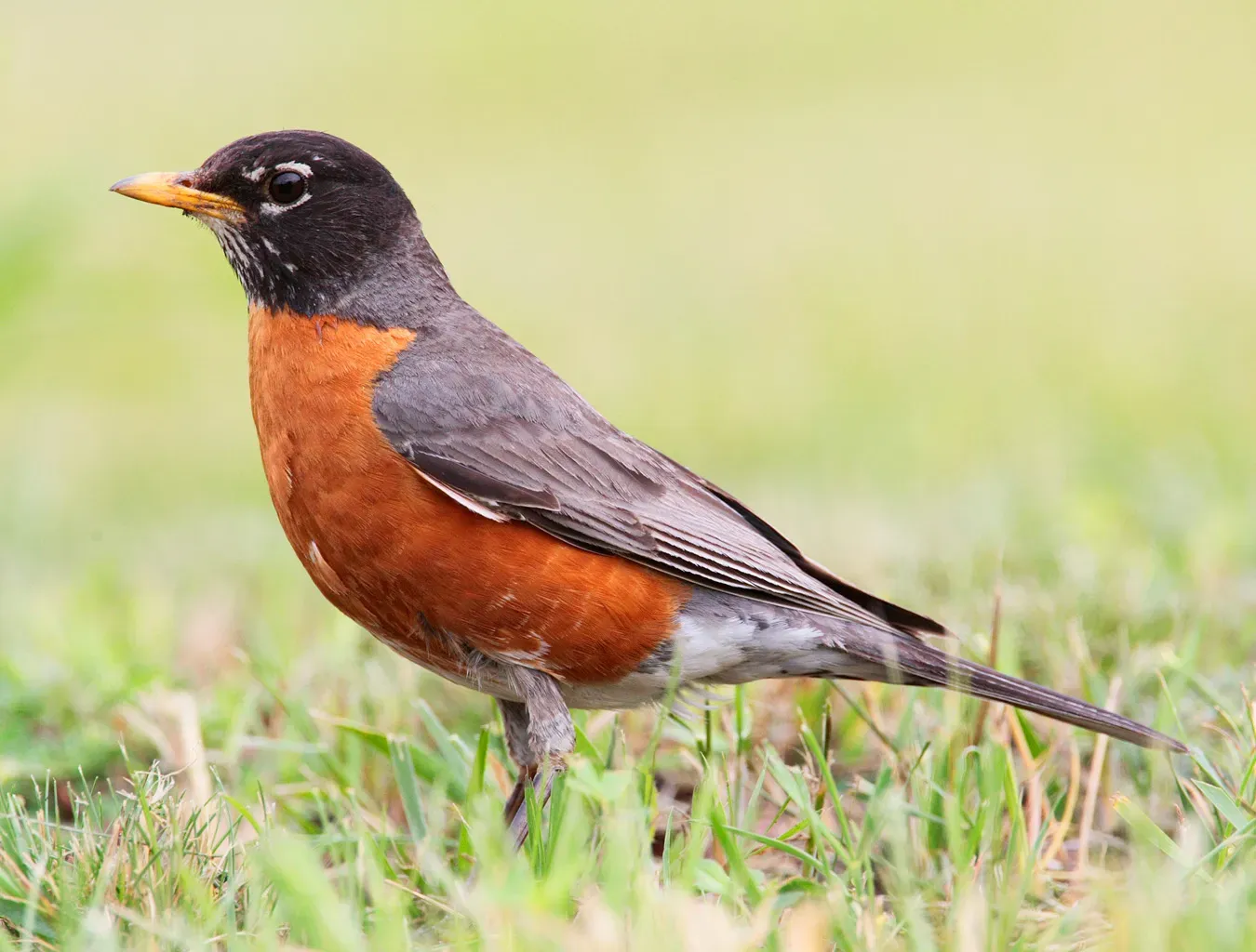 2. The American Robin: The Original Harbinger of Spring (Image Credits: Wikimedia)