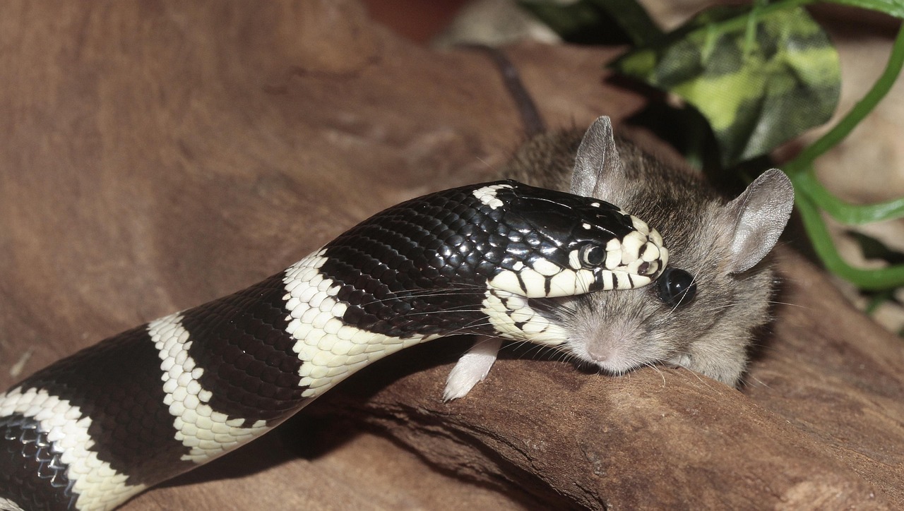 The Snake Attack That Fell From the Sky (Image Credits: Pixabay)