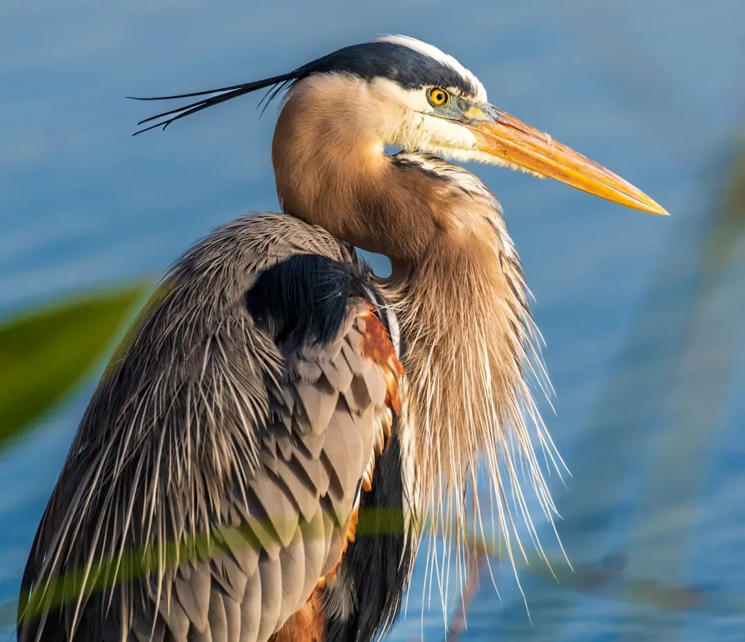 Human Impact and Conservation Considerations (Image Credits: Unsplash)