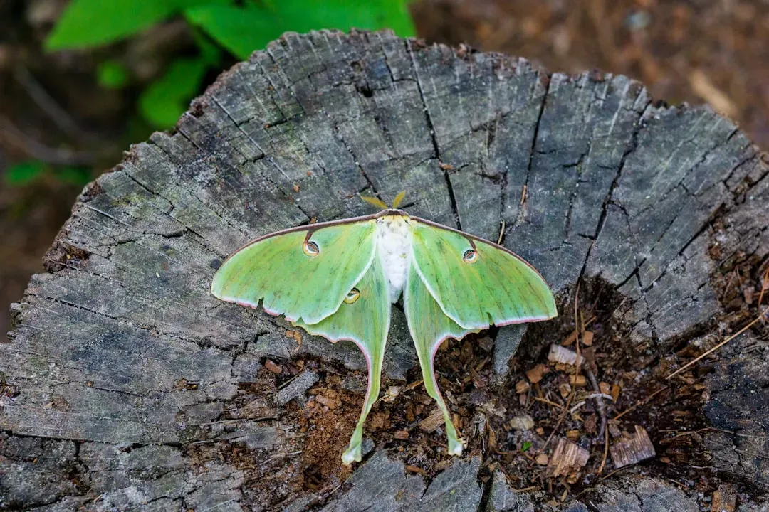 Luna Moths That Never Eat (Image Credits: Unsplash)